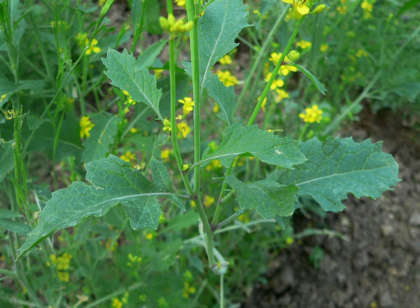 black mustard image####