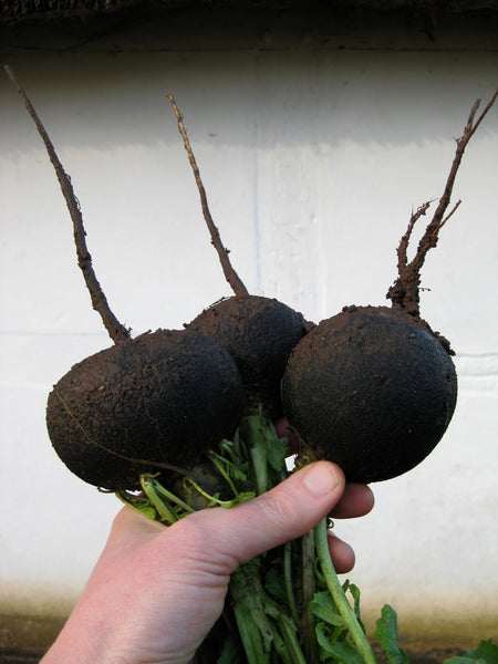 Black Spanish Round radish image##Photo: Bernice Parker##http://asparaguspea.blogspot.com/