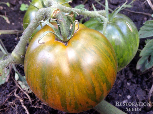 Black and Brown Boar tomato image####