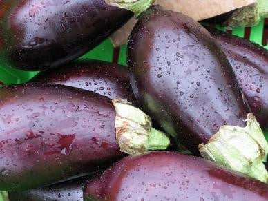 Black Beauty eggplant image####