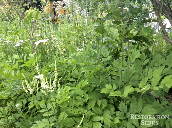 black cohosh image####