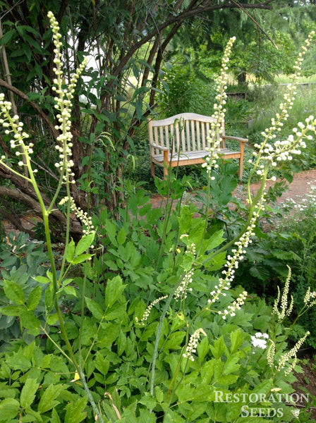 black cohosh image####