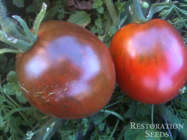 Black Ethiopian tomato image####