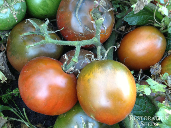 Black Ethiopian tomato image####