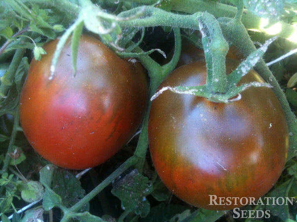 Black Ethiopian tomato image####