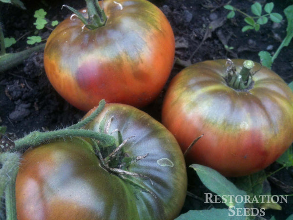 Black Krim tomato image####