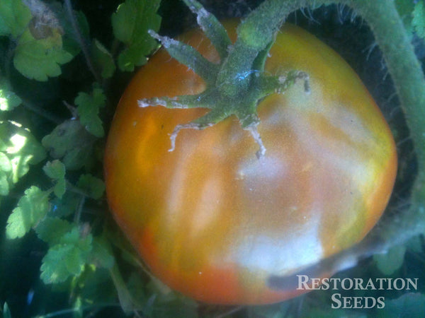 Black Pear tomato image####