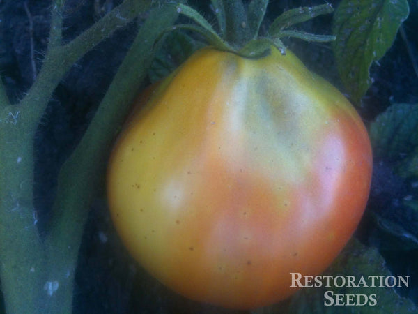 Black Pear tomato image####