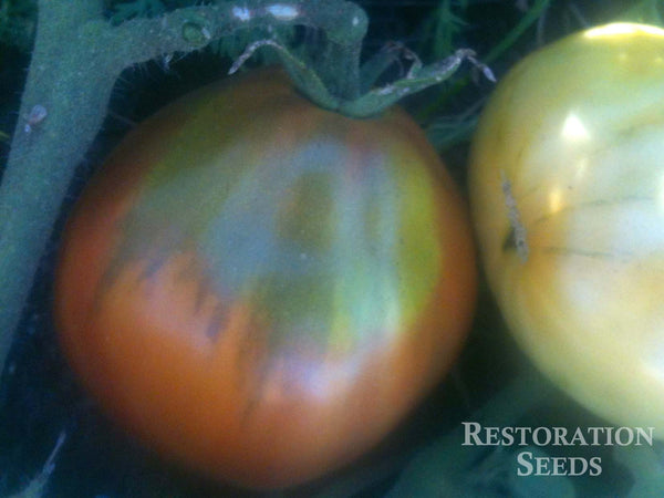 Black Pear tomato image####