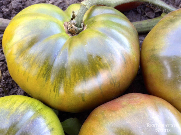Black Russian tomato image####