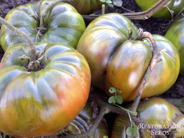 Black Russian tomato image####