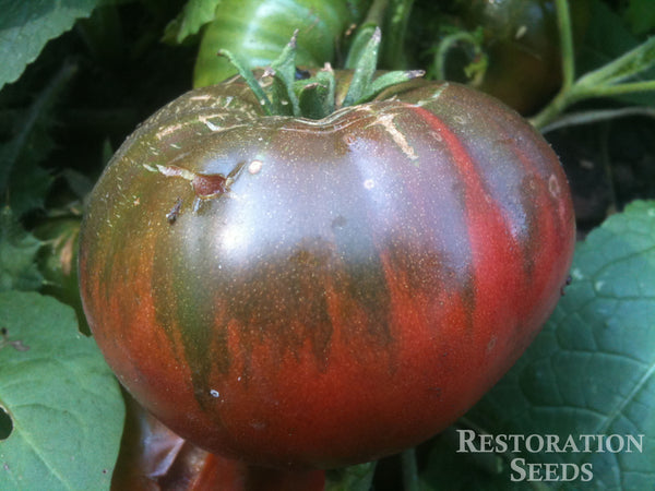 Black Sea Man tomato image####