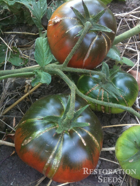 Black Sea Man tomato image####