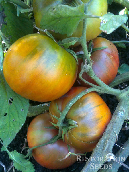 Black Sea Man tomato image####