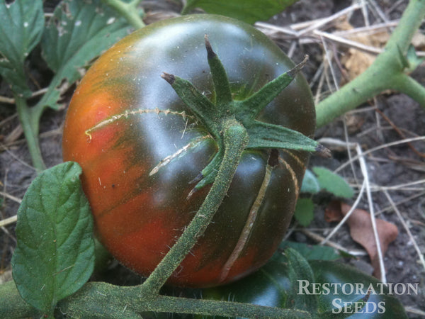 Black Sea Man tomato image####