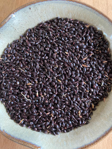 Black-Seeded Sorghum