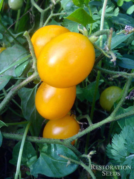 Blondkopfchen tomato image####