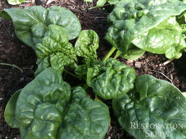 Bloomsdale spinach image####