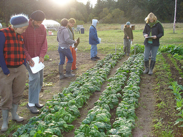 Bloomsdale spinach image##Nash’s Organic Produce##http://nashsorganicproduce.com/index.html