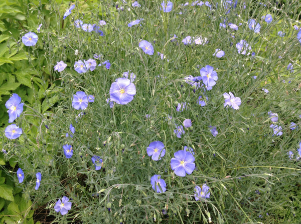 blue flax image####