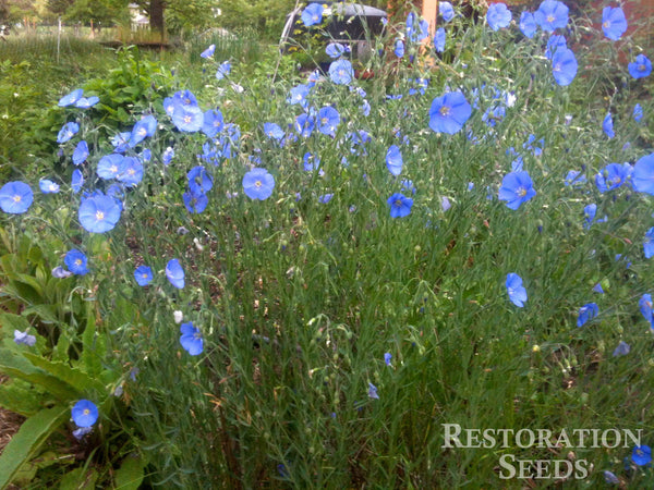 blue flax image####