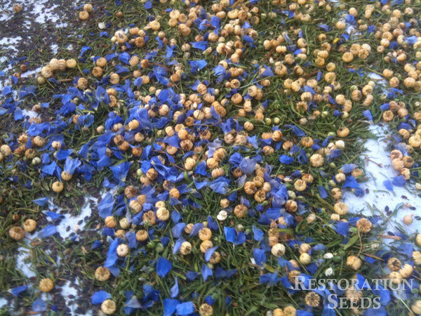 blue flax seeds planting Blue Flax