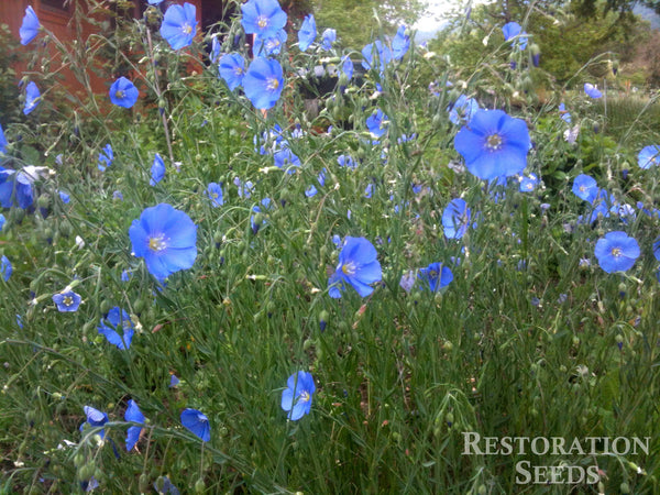 blue flax image####