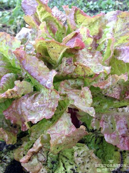 Blushed Butter Cos lettuce image####