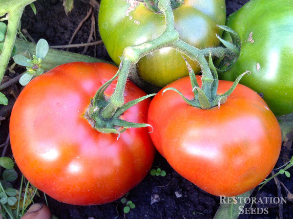 Bolseno tomato image####