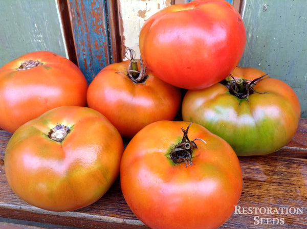 Bolseno tomato image####