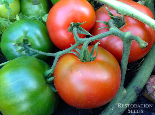 Bolseno tomato image####