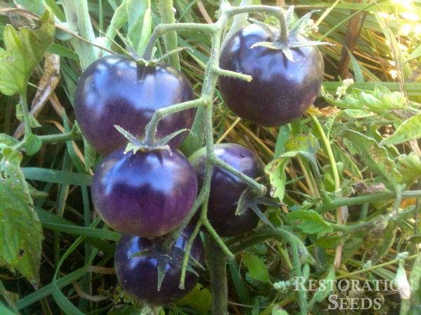 Bosque Blue tomato image####