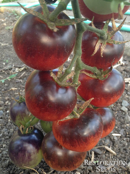Bosque Blue tomato image####