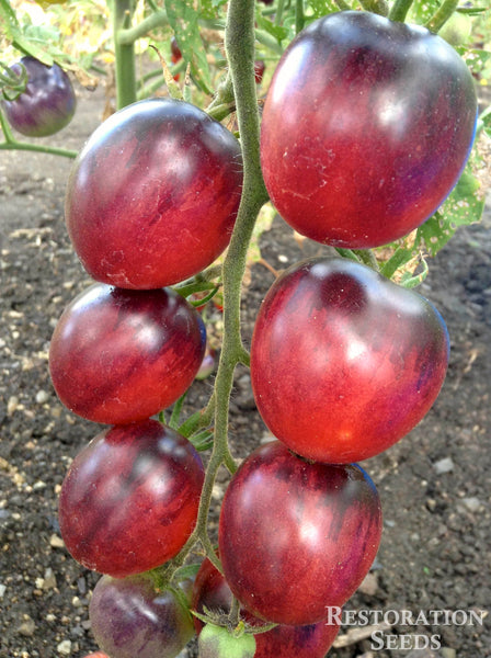 Blush Plum tomato image####