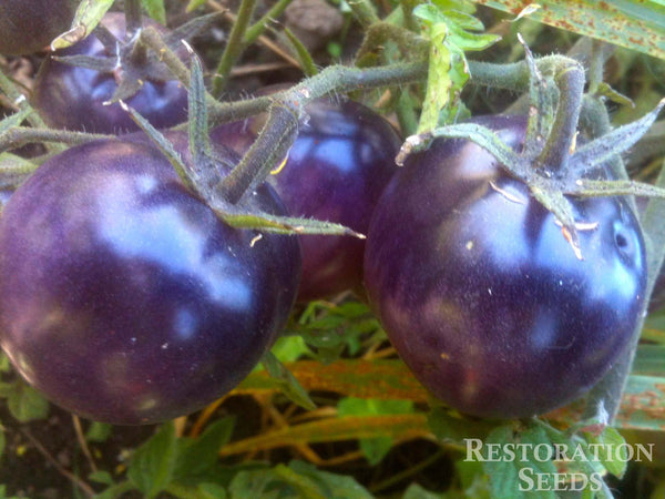 Bosque Blue tomato image####