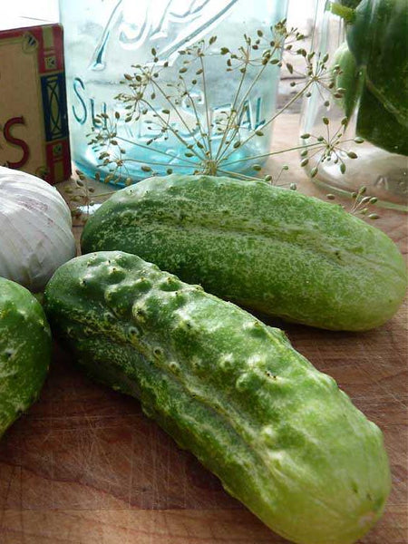 Boston Pickling cucumber image####