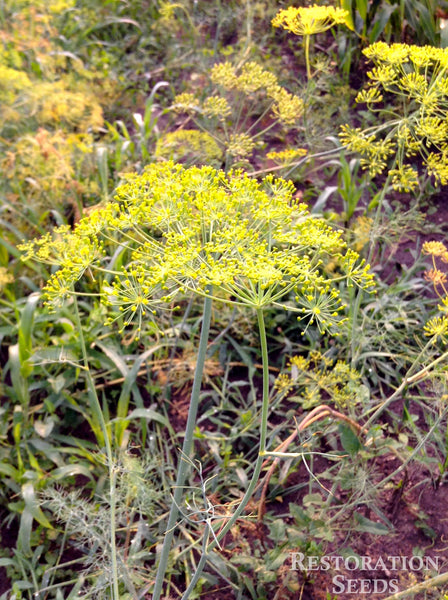 Bouquet dill image####