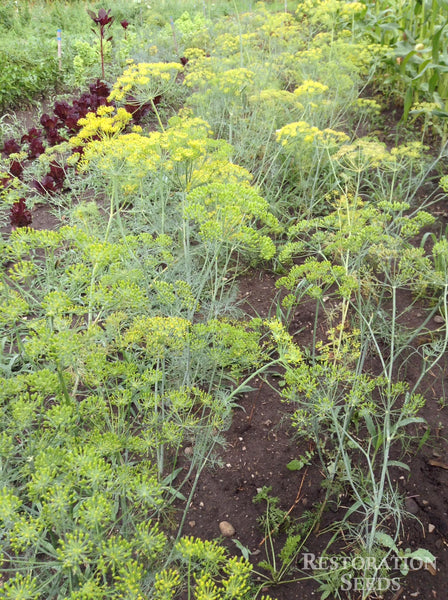 Bouquet dill image####