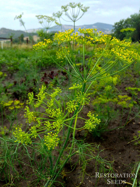 dill plant from seed Bouquet dill, Organic