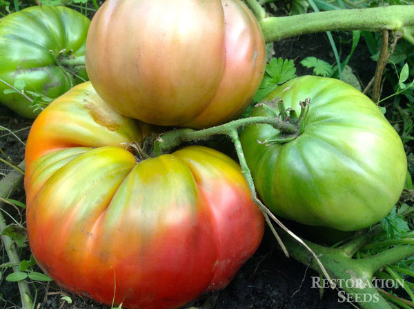 Brad's Black Heart tomato image####