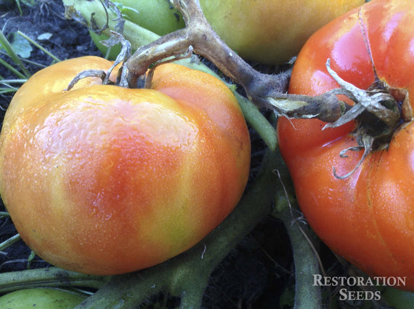 Brandywine, Red tomato image####