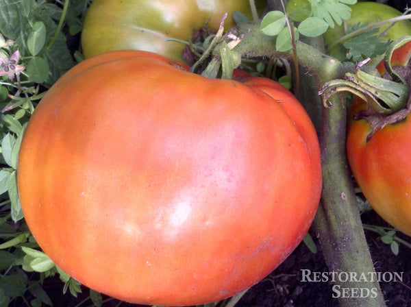 Brandywine, Red tomato image####