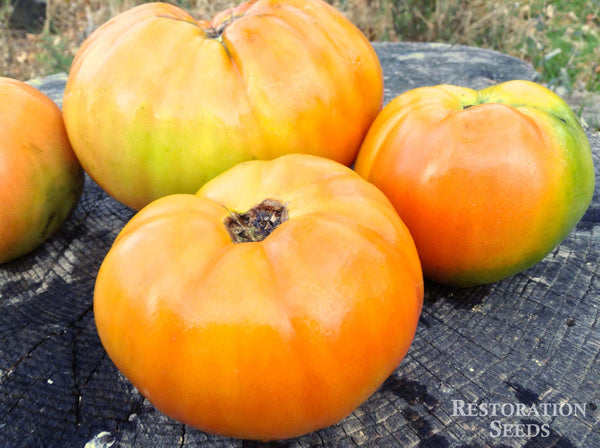 Brandywine, Red tomato image####