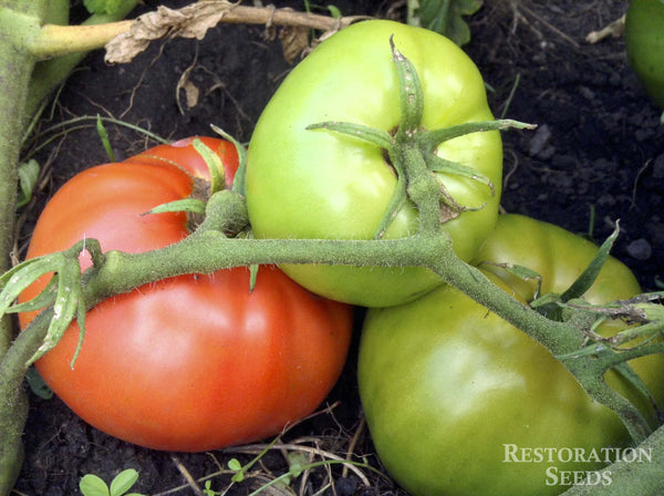 Brandywine, Red tomato image####