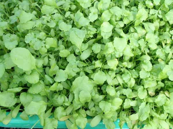 Broad Leaf garden cress image####