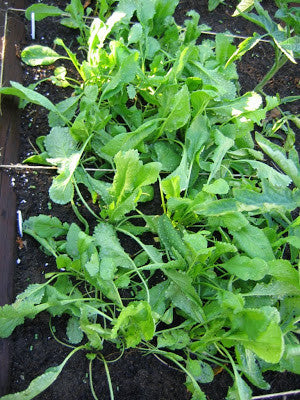 Broad Leaf garden cress image####