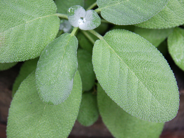 Broadleaf common sage image##Photo: Jona Thunder##