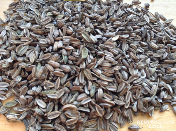 fennel flower seeds Bronze fennel, Organic