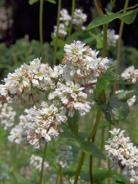 buckwheat image##Photo: Rasbak##