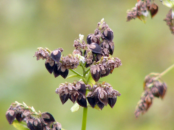buckwheat image##Photo: K.G.Kirailla##